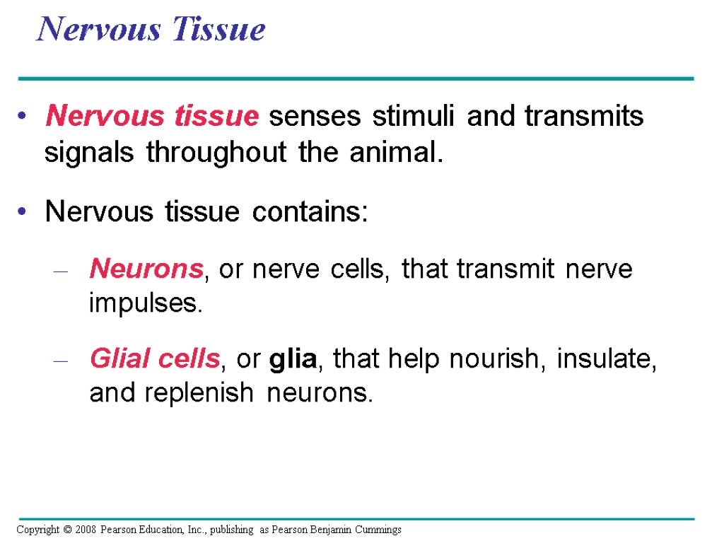 Nervous Tissue Nervous tissue senses stimuli and transmits signals throughout the animal. Nervous tissue